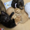 募集一時停止　コロコロ4兄弟