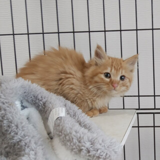 子猫　毛長で短い尻尾 2月27日に保護