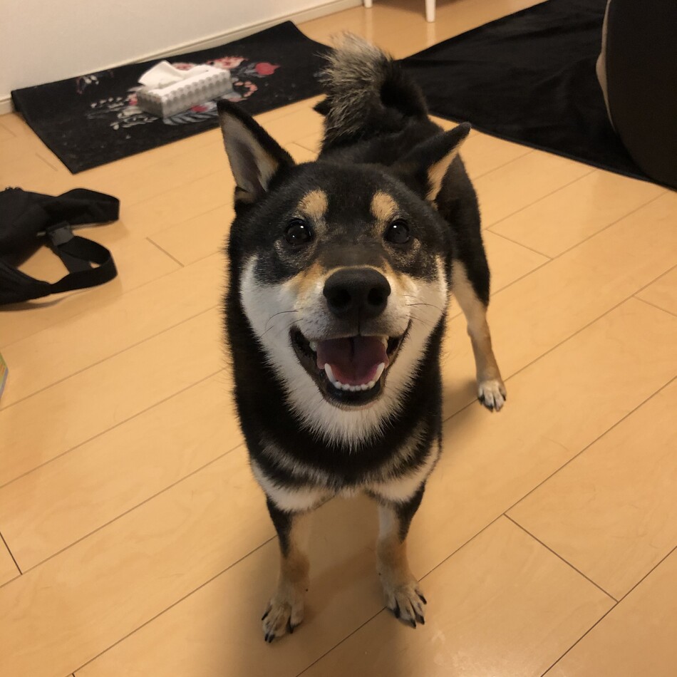 森本 虎太朗のカバー写真