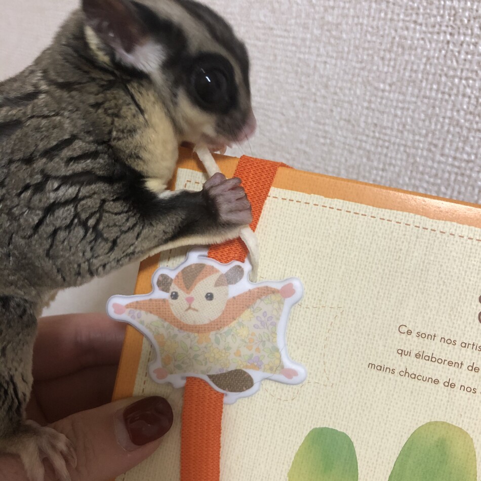 杉本 一止のカバー写真