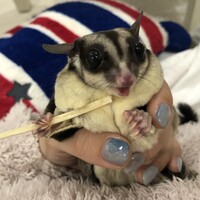 杉本 すずめ