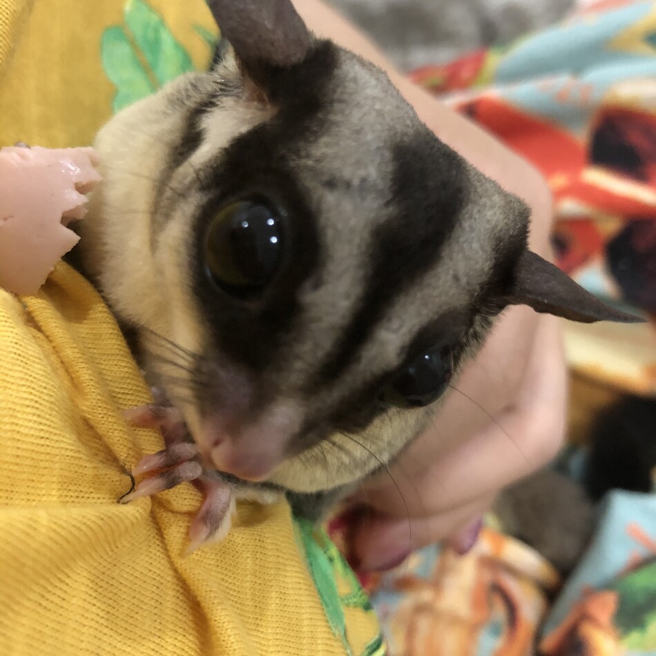 杉本 すずめのカバー写真