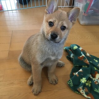 一時募集停止あなたを笑顔にします！大吉です！！