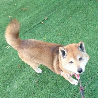 穏やか従順、可愛い柴犬ちゃん