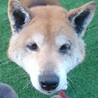 穏やか従順、可愛い柴犬ちゃん サムネイル2