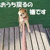 穏やか従順、可愛い柴犬ちゃん サムネイル3