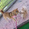 穏やか従順、可愛い柴犬ちゃん サムネイル4