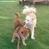穏やか従順、可愛い柴犬ちゃん サムネイル5