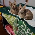 美猫姉妹(他サイトにて里親決定）