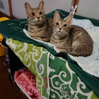 美猫姉妹です！