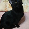 黒猫ちゃん(他サイトにて里親決定）