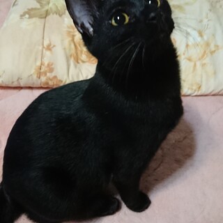 ゴールドアイの黒猫ちゃんです