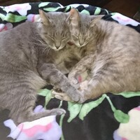 ジタンとチーズ