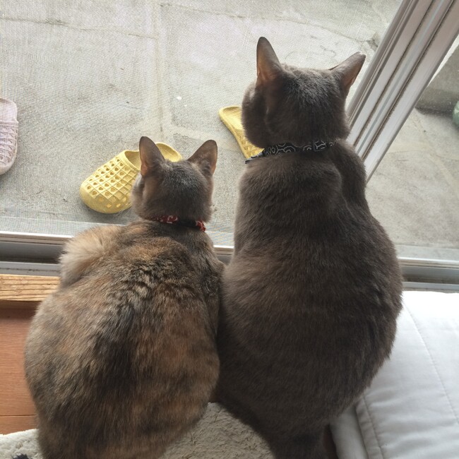 アトム0809のカバー写真