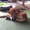 の写真