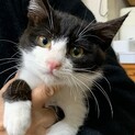3ヶ月　白黒　元気いっぱい　ちろりんくん