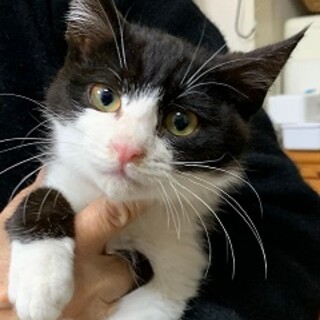 3ヶ月　白黒　元気いっぱい　ちろりんくん