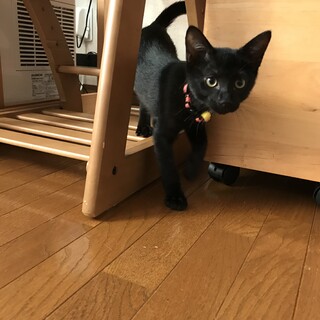 ビニール袋に入れて捨てられていた子猫の金ちゃん