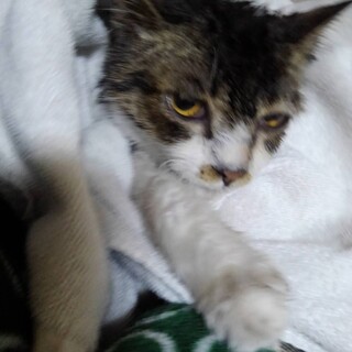 仔猫　オス　里親急募