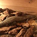 オニプレートトカゲ
