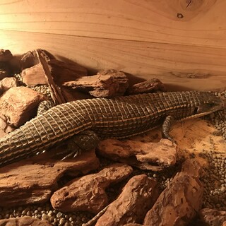 オニプレートトカゲ