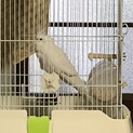 交渉中です。白いオカメインコもらってください！