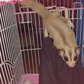 モモンガ3匹居ます。