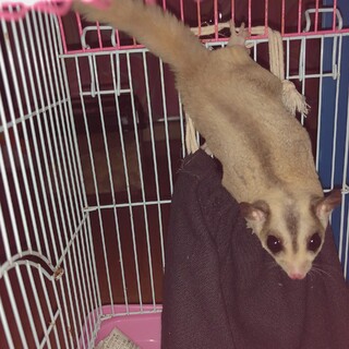 モモンガ3匹居ます。