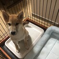 9月生まれの子犬柴犬