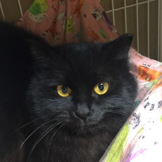 美形ふんわり黒猫