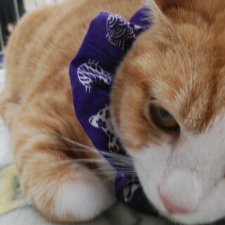 りんご猫ですが被毛はふわふわな数の子