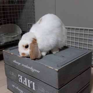 素敵な飼い主さんと出会う事ができました！