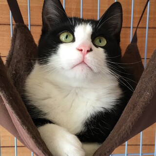 ハチワレ子猫 ♂