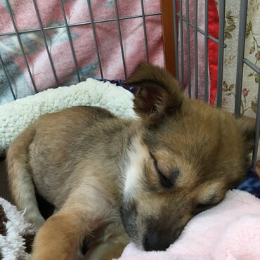 自分の寝床でぐっすり寝てるはなちゃん(´∇｀)