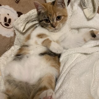 足長マンチカン♀1歳半