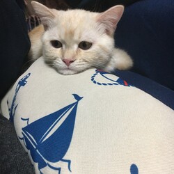 一時預かり