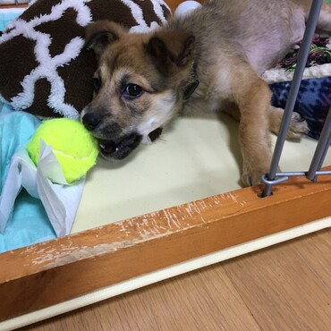 我が家にきて間もない頃のはなちゃん！最初の頃はこうやってゲージの中でしか遊ばなかったけど今はゲージの外で遊ぶ様になりました！