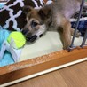 我が家にきて間もない頃のはなちゃん！最初の頃はこうやってゲージの中でしか遊ばなかったけど今はゲージの外で遊ぶ様になりました！