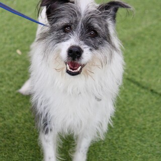 性格◎人懐こいテリアミックスの男の子