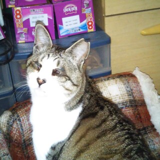 ハンデもギャップもなんのその　チビひめちゃん