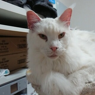 里親募集です★