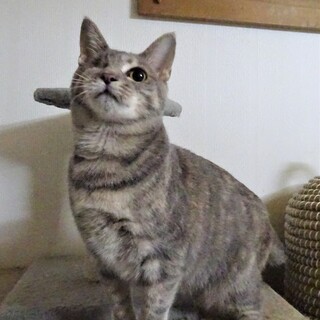 ビビリの人好き、片目のセリナちゃん