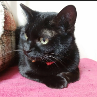 被毛ツヤツヤ、ゴロゴロの美猫です