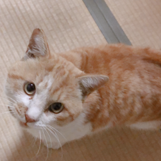 保護猫♡茶茶丸なでなで大好き！