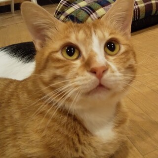 【ライダーくん】沖縄出身、甘えん坊茶トラ男子