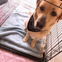 家庭の事情でせわできなくなりました