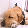 家庭の事情でせわできなくなりました サムネイル3