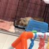 家庭の事情でせわできなくなりました サムネイル4