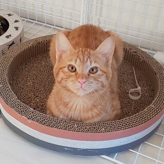 ゴロゴロ甘えん坊茶トラのコッペくん♥５匹チームです