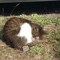 大人しいキジ白の猫ちゃんです